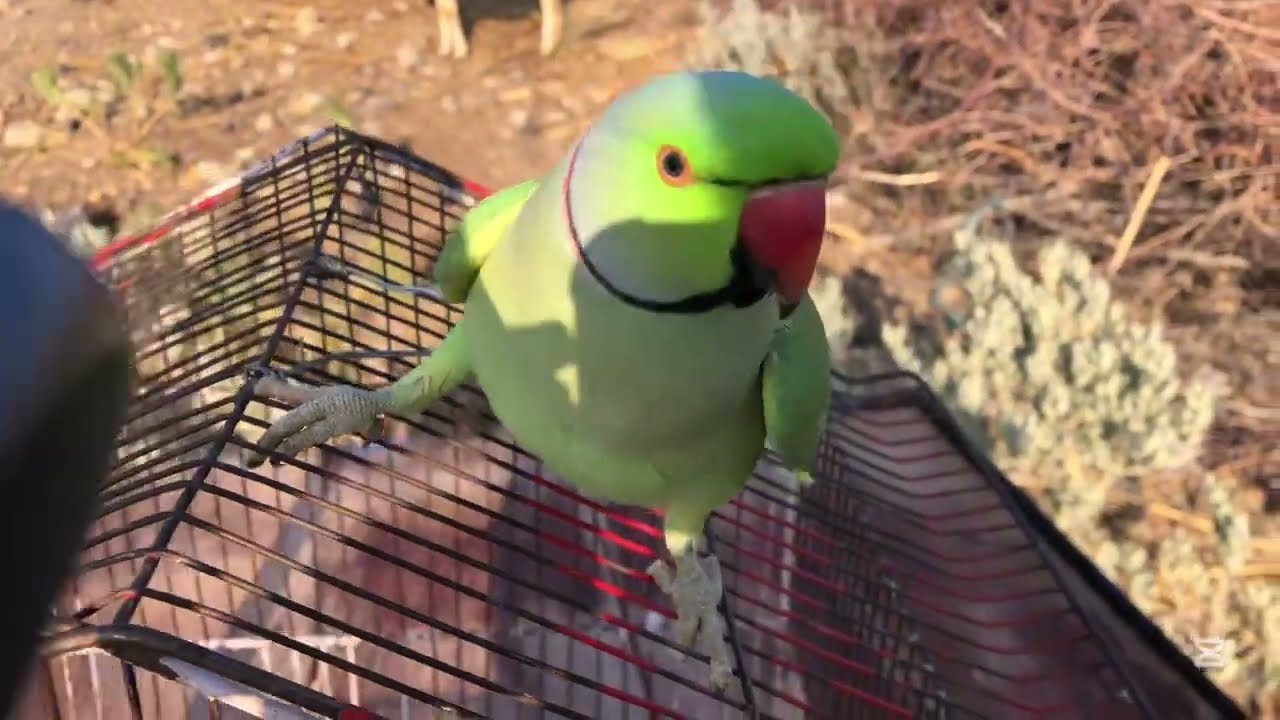 Funny Talking Parrot Baby 😂🦜 | Cute Bird Viral Video
