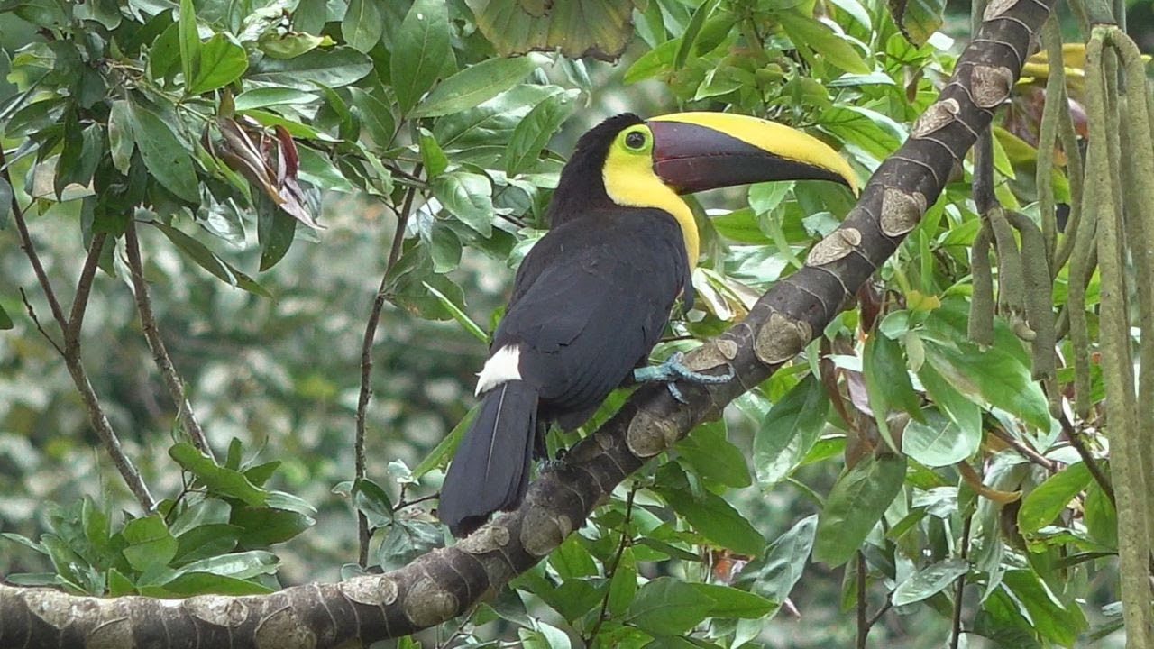 COSTA RICA PART 2 A WILDLIFE ODYSSEY #costarica #birding #birds #wildlife #nature #naturetrek