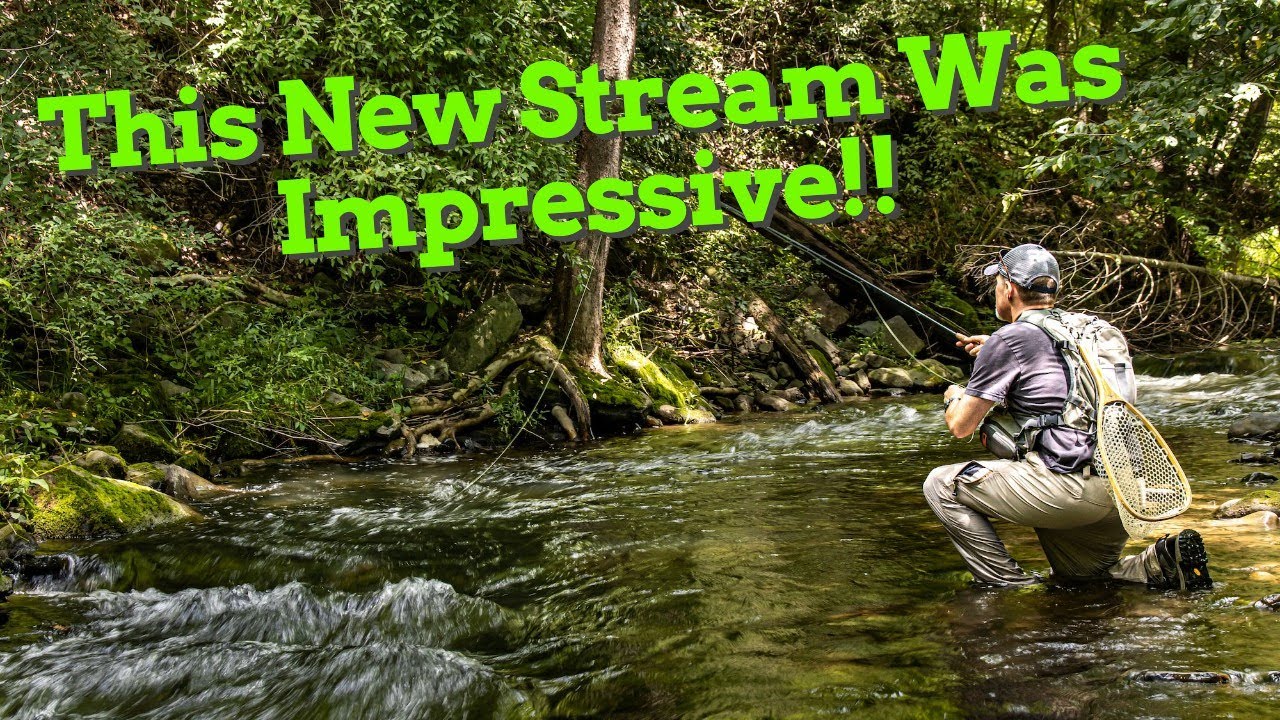 Exploring New Water / Wild Trout Slam - Fly Fishing Central NY