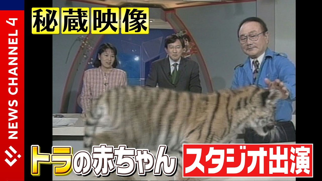 【秘蔵映像】1998年放送  トラの赤ちゃんがスタジオに登場！？＜NEWS CH.4＞