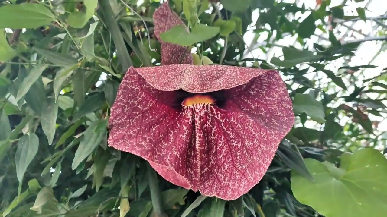 30. История Танаха. Каин и Эвель.