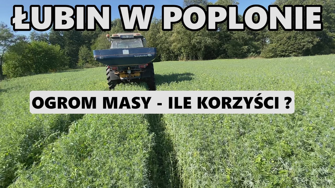 SIAĆ POPLON CZY KUPIĆ NAWÓZ ?   PIĘKNY ŁUBIN W POPLONIE