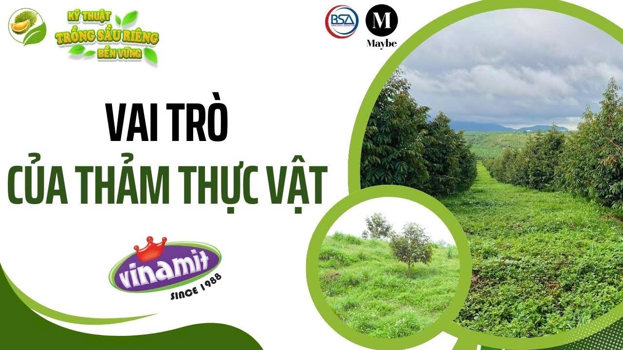 Vai trò của thảm thực vật #9 - Nông gia Huỳnh Quới