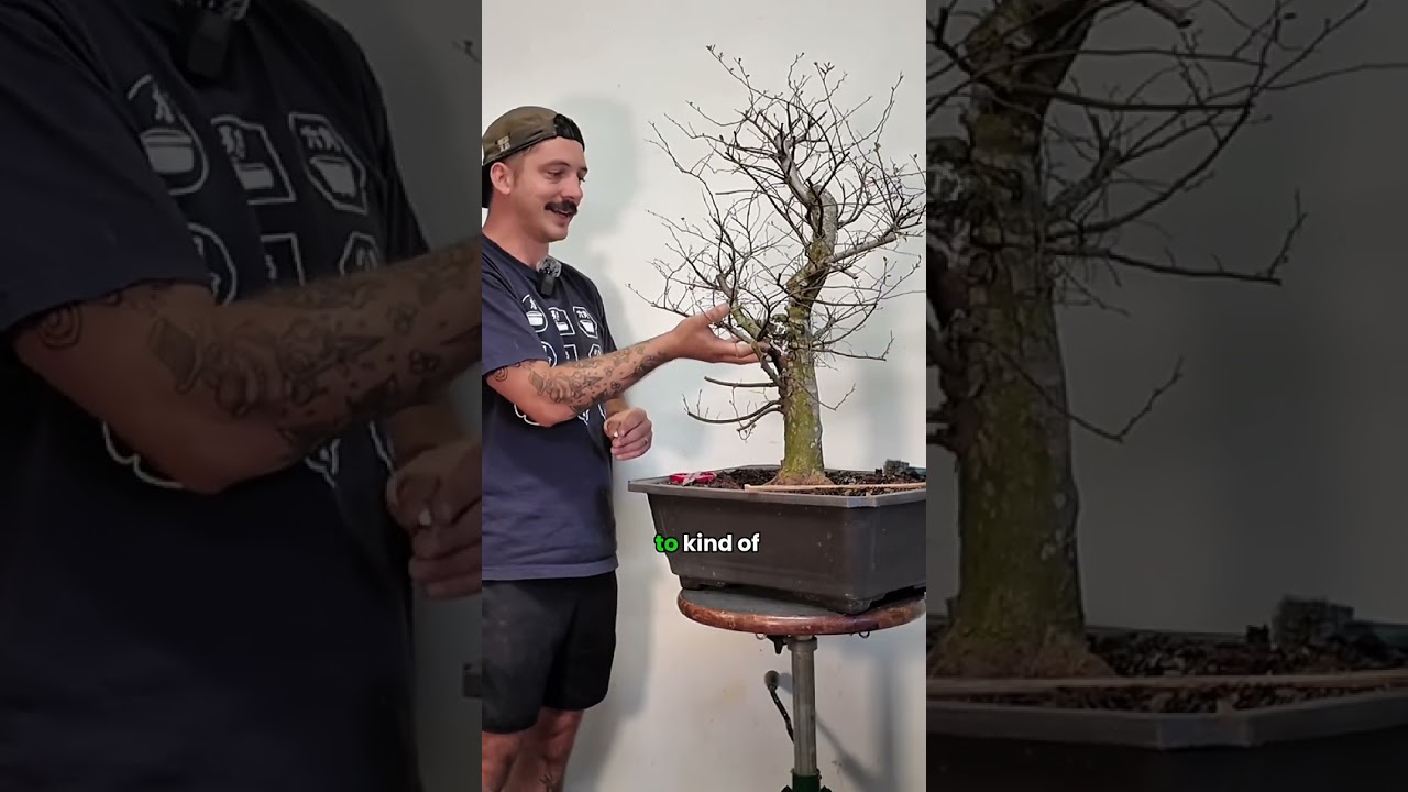 Part 3️⃣ → Water Elms