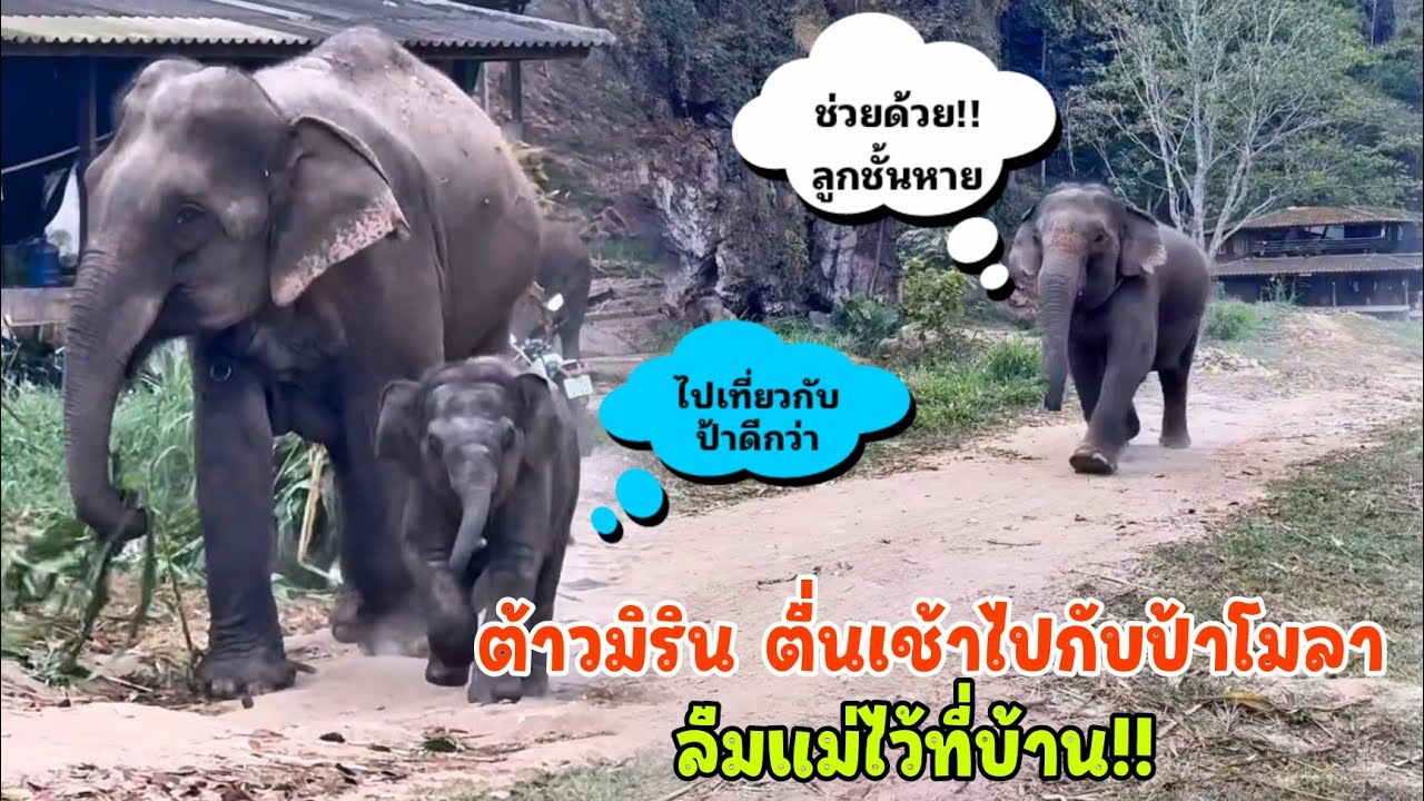 เมื่อ มิริน ตื่นเช้าแล้วเดินออกมากับป้าโมลาลืมแม่คาปาไว้ ทำเอาแม่วิ่งหน้าตั้งออกมาร้องลั่นฟาร์ม