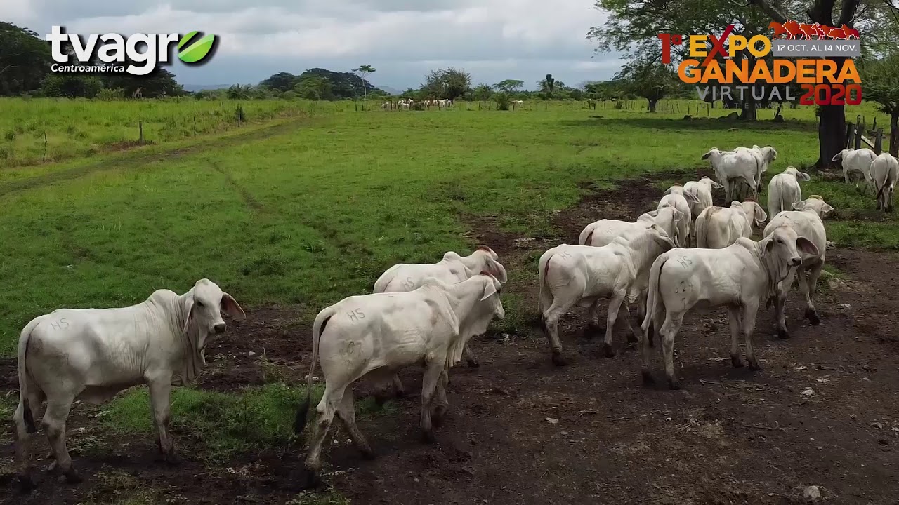 La Pampa y la Ponderosa