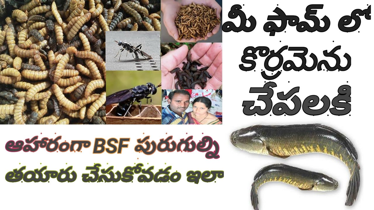 how to produce the BSF  for murrel (snake head)fish BSF food for murrel