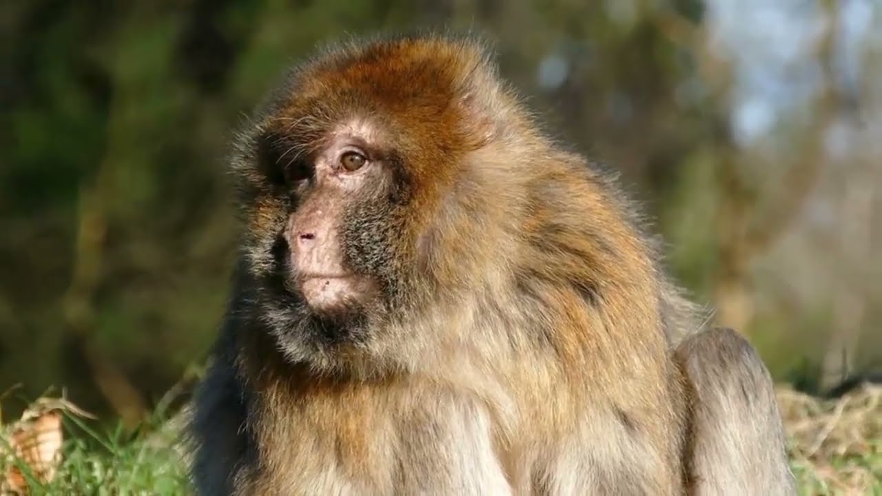 Lazy Monkey (Barbary Macaque)