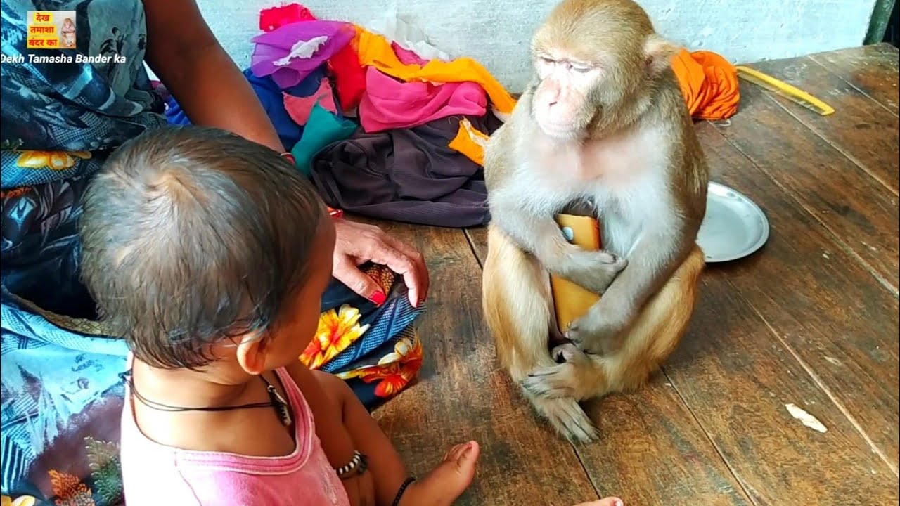 मंकी रानी बच्चों के साथ खेलती है। रानी बच्चों को बहुत प्यार करती है।।monkey Rani Like baby