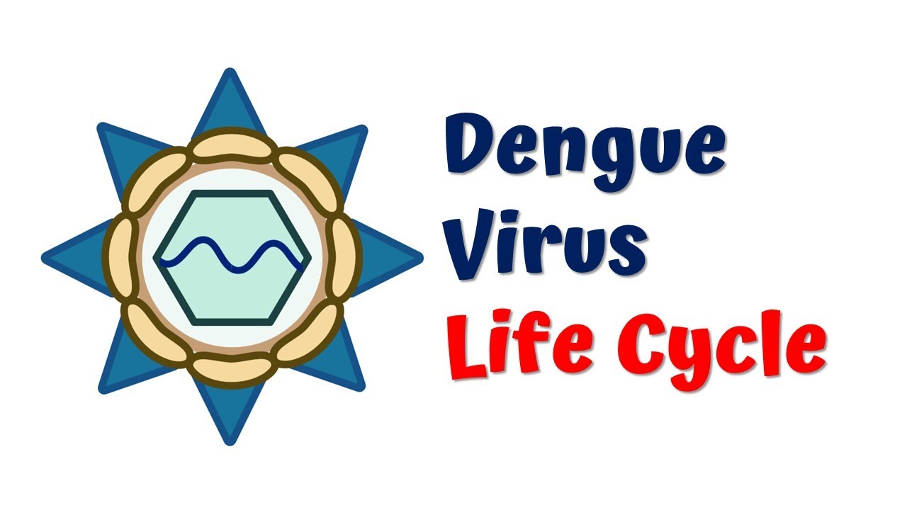 Dengue Virus Life Cycle || 4K animation