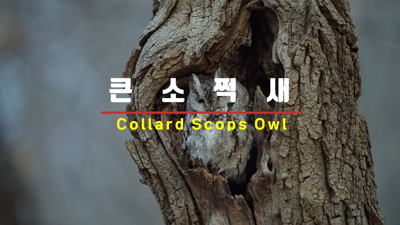 동네 직박구리가 무서운 큰소쩍새