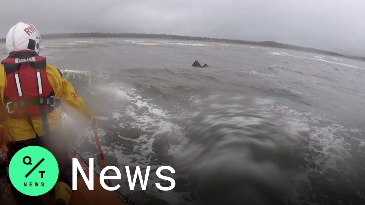 This Lifeboat Crew in Ireland Saved a Horse That Bolted a Mile Out to Sea