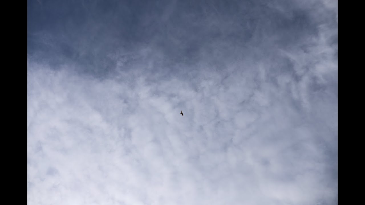 Hawks flying over during Ripple at Bob Weir Memorial Service, Civic Center, San Francisco 1/17/2026