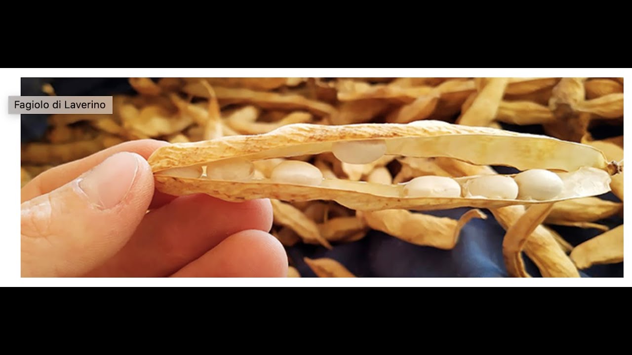 05 Fagiolo di Laverino