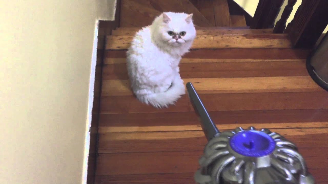 my Persian cat hate Dyson vacuum :-)