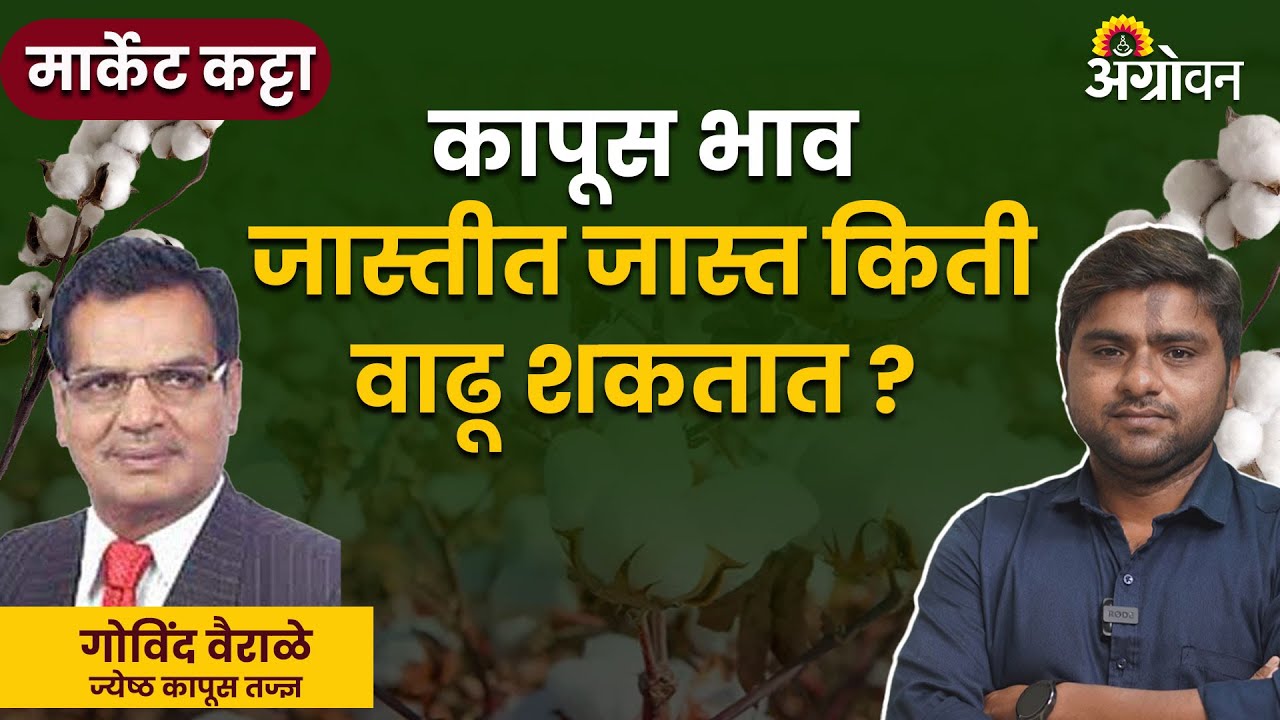 Cotton Market: तेजीचा फायदा घेण्यासाठी कापूस विक्री कशी करावी ? | Agrowon | ॲग्रोवन