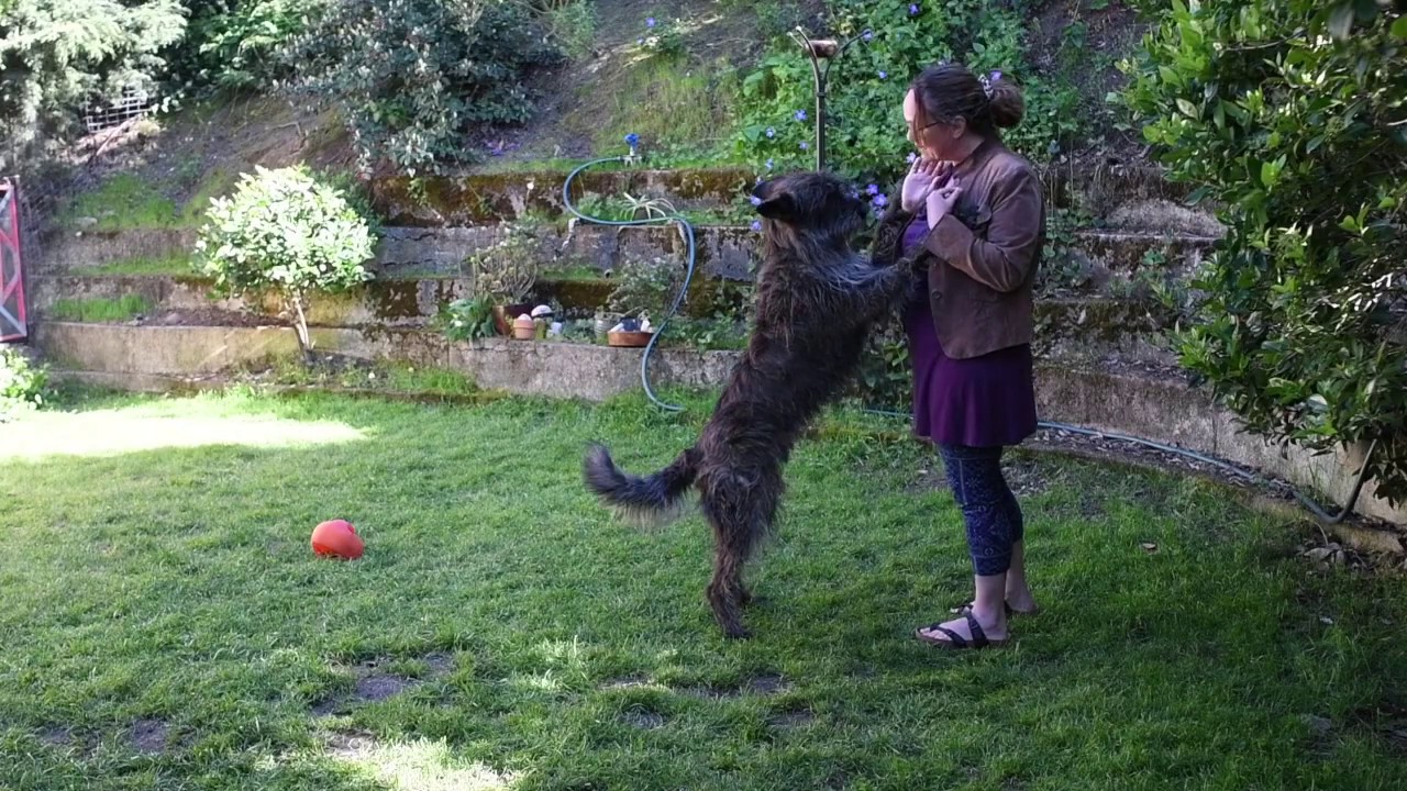 Berger Picard Meet the Breed