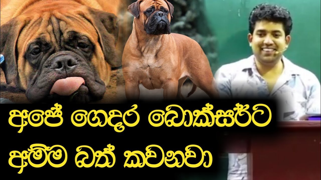 අපේ ගෙදර බොක්සර්ට අම්මා බත් කවනවා | Dinesh Muthugala | Episode 92