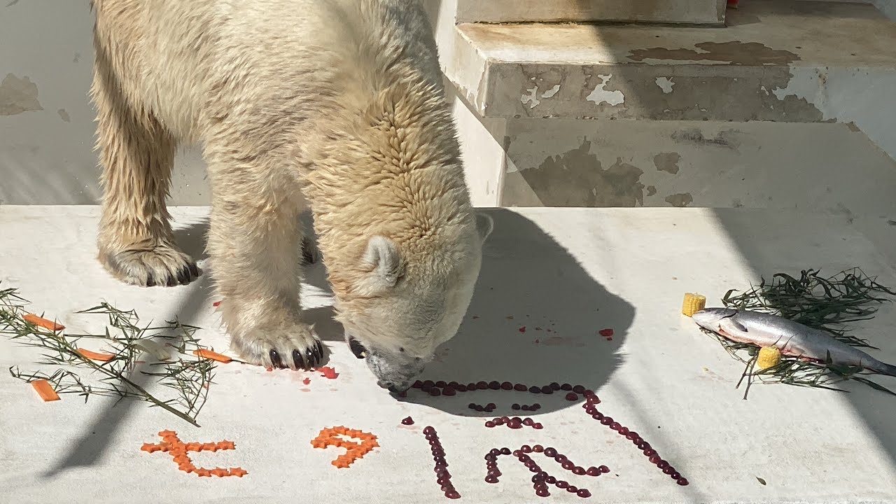 20240707-1七夕　ぶどうのマルルさん、鮭やスイカの星を食べています。ブイのとうもろこしもゲットです。