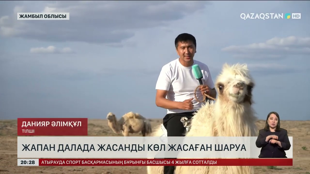 Жамбыл облысында түйе асырап, тауыс өсірген ерекше шаруа тұрады