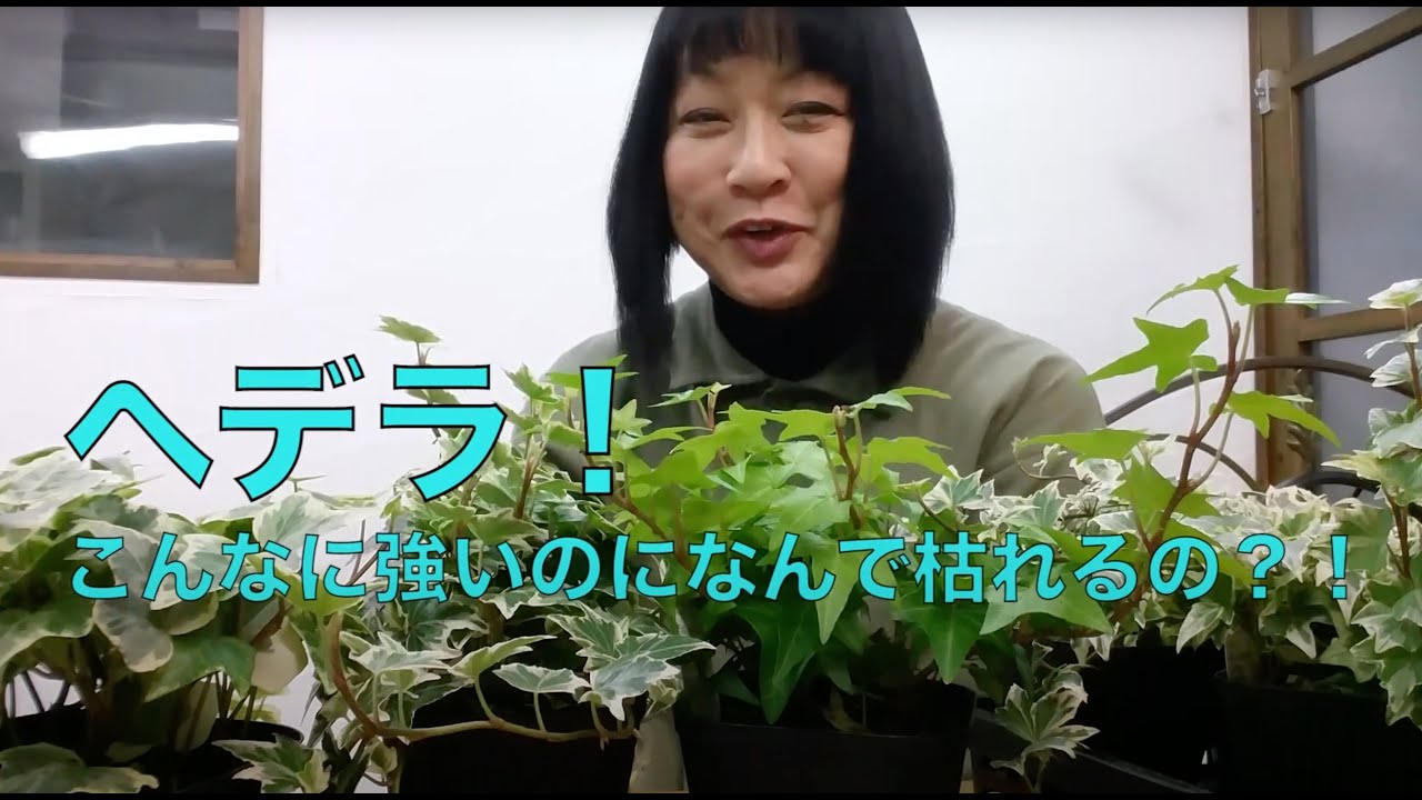 ♯96へデラ！　こんなに強いのになんで枯れるの？！　再アップ　前回のは聞きづらかったので編集し直しました