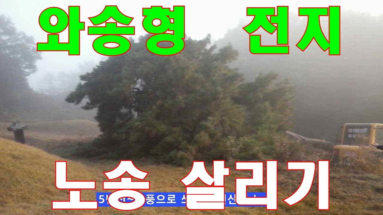 태풍피해목 와송형전지-