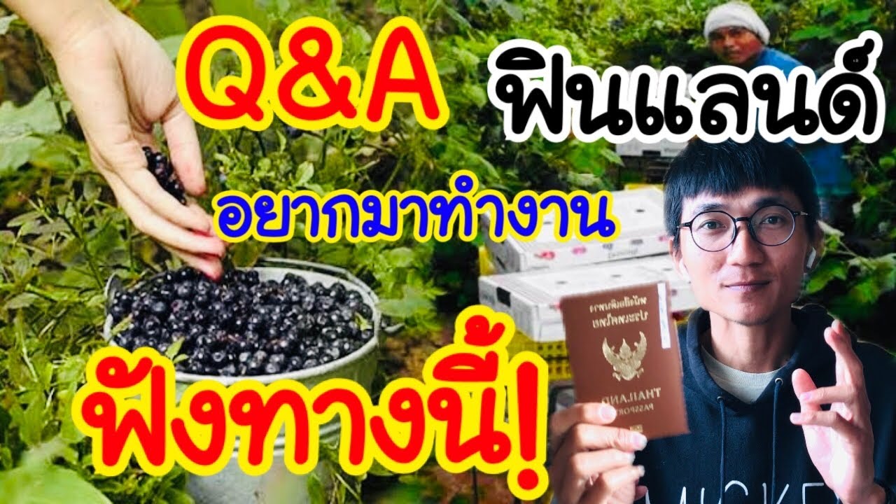 อยากมาทำงานเก็บบลูเบอร์รี่ป่า 3 เดือนที่ฟินแลนด์ ฟังทางนี้ บอกทุกอย่างเลย ✌🏻