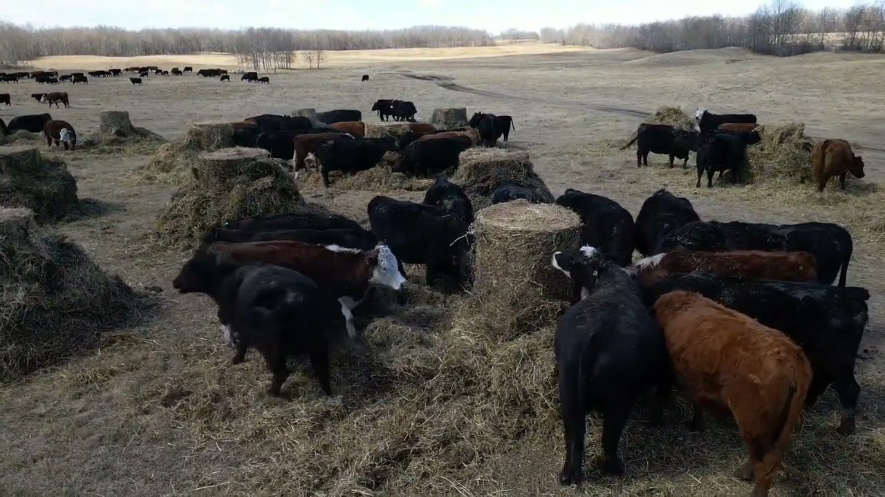 Bale Grazing is not Waste.