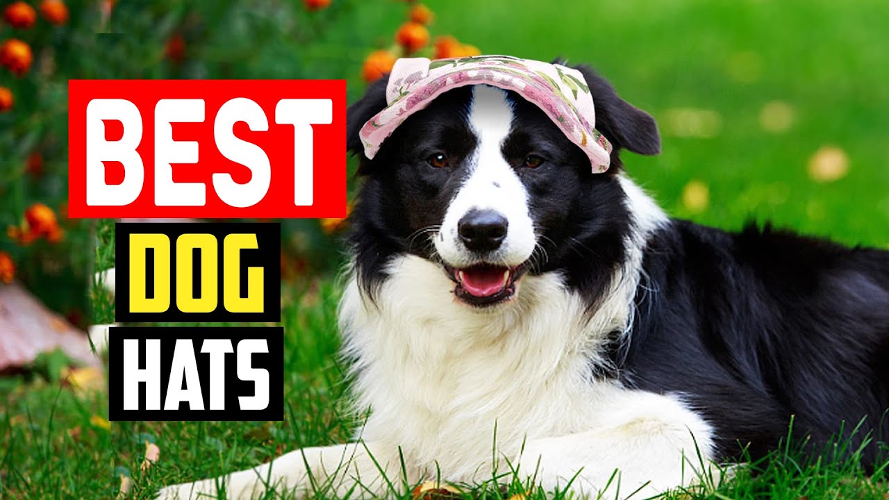 Top 5 Best Dog Hats in 2025