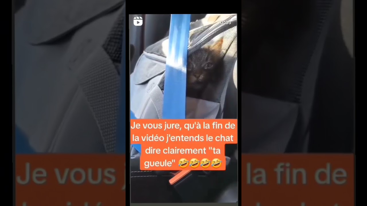 Chat d&eacute;prim&eacute; en voiture = ta gueule 😹 #chat #viral #humor