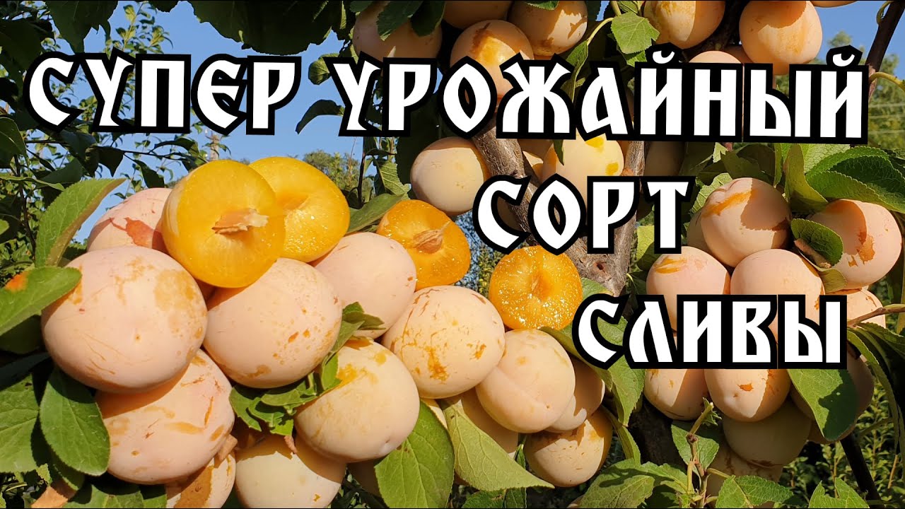 СОЧНЫЙ!!! СЛАДКИЙ!!! ВКУСНЫЙ!!! Поздний сорт сливы