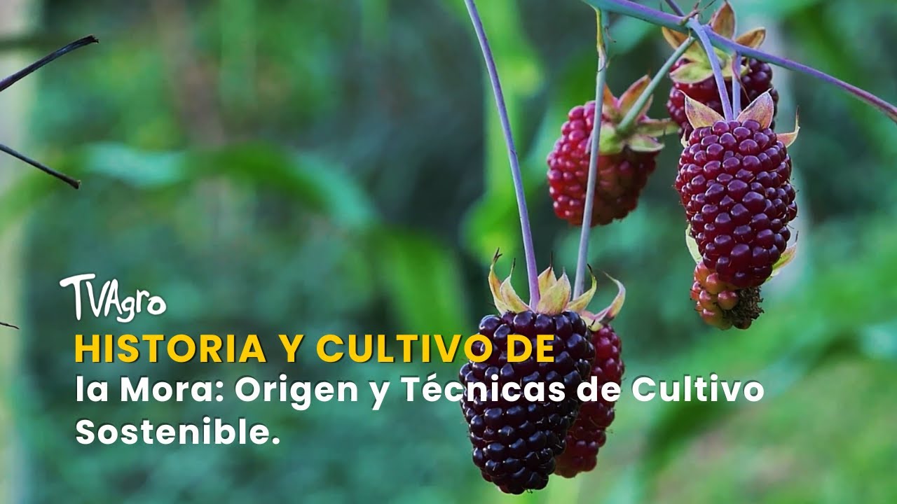 Historia y Cultivo de la Mora: Origen y Técnicas de Cultivo Sostenible-TvAgro por Juan Gonzalo Angel