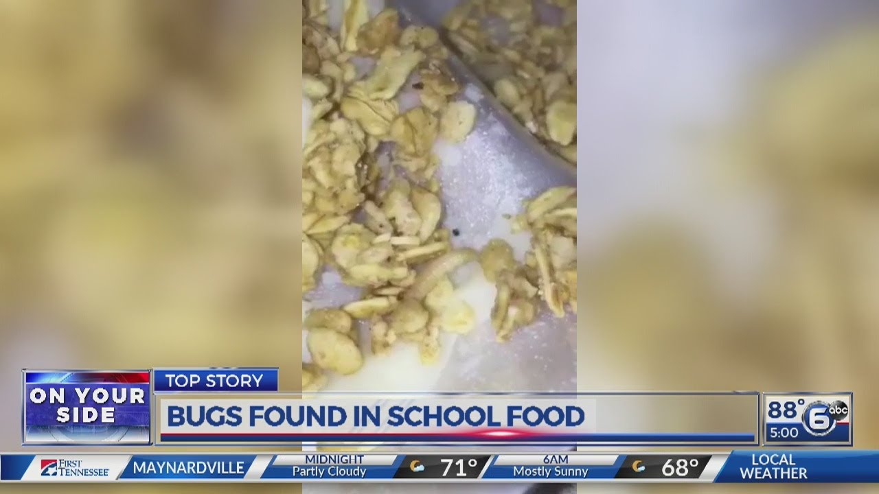Bugs found in school food