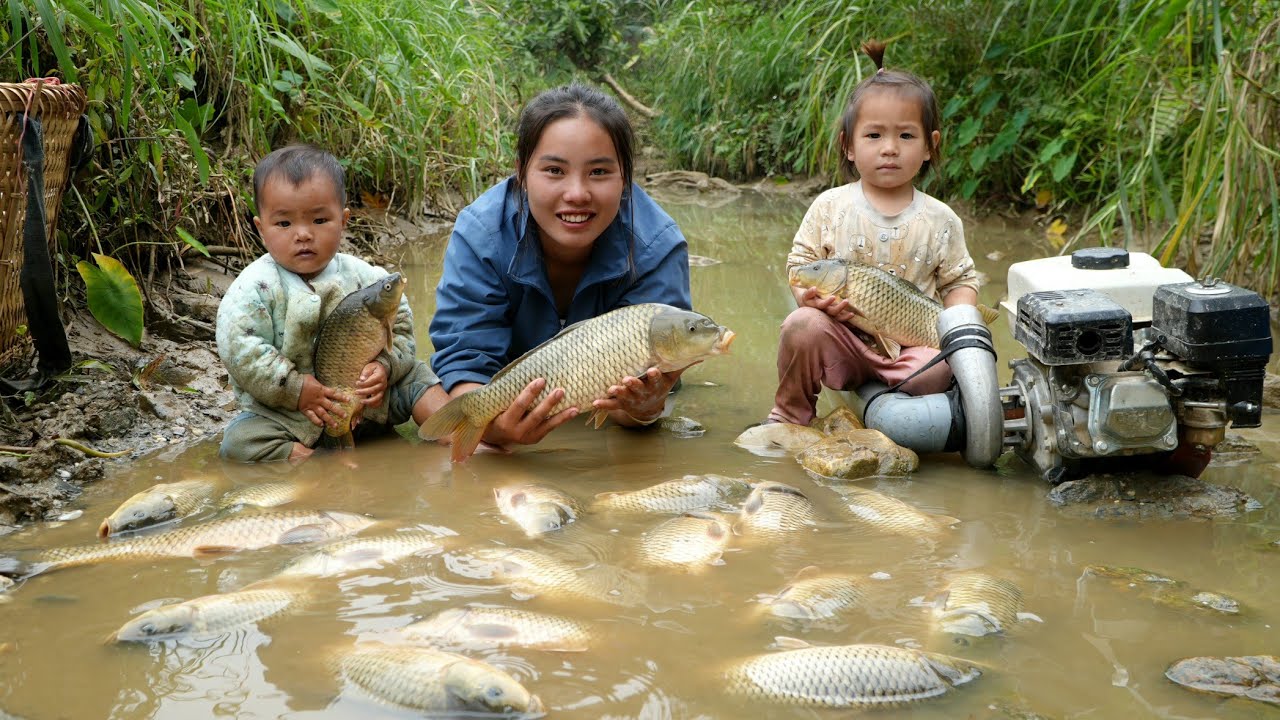 How to harvest giant fish to sell at the market - cook nutritious porridge for your children to eat