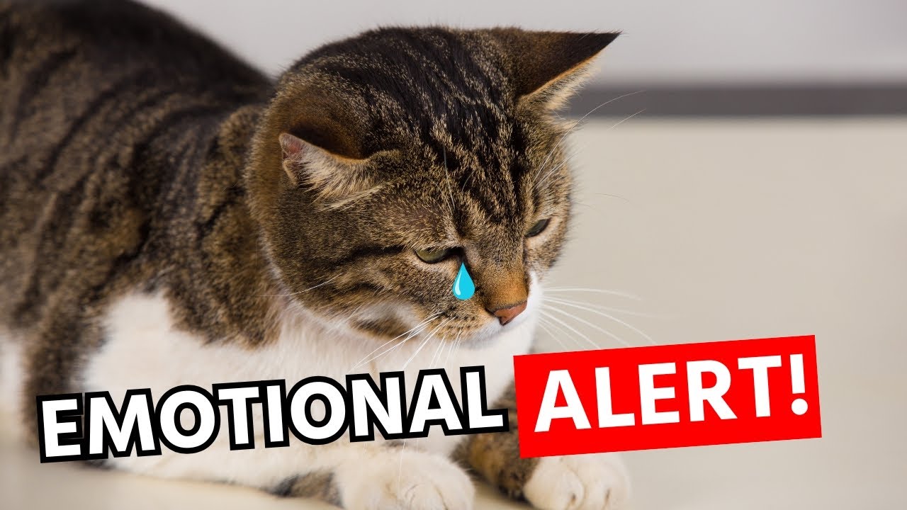 STOP! Are You Hurting Your Cat's Feelings Without Knowing?