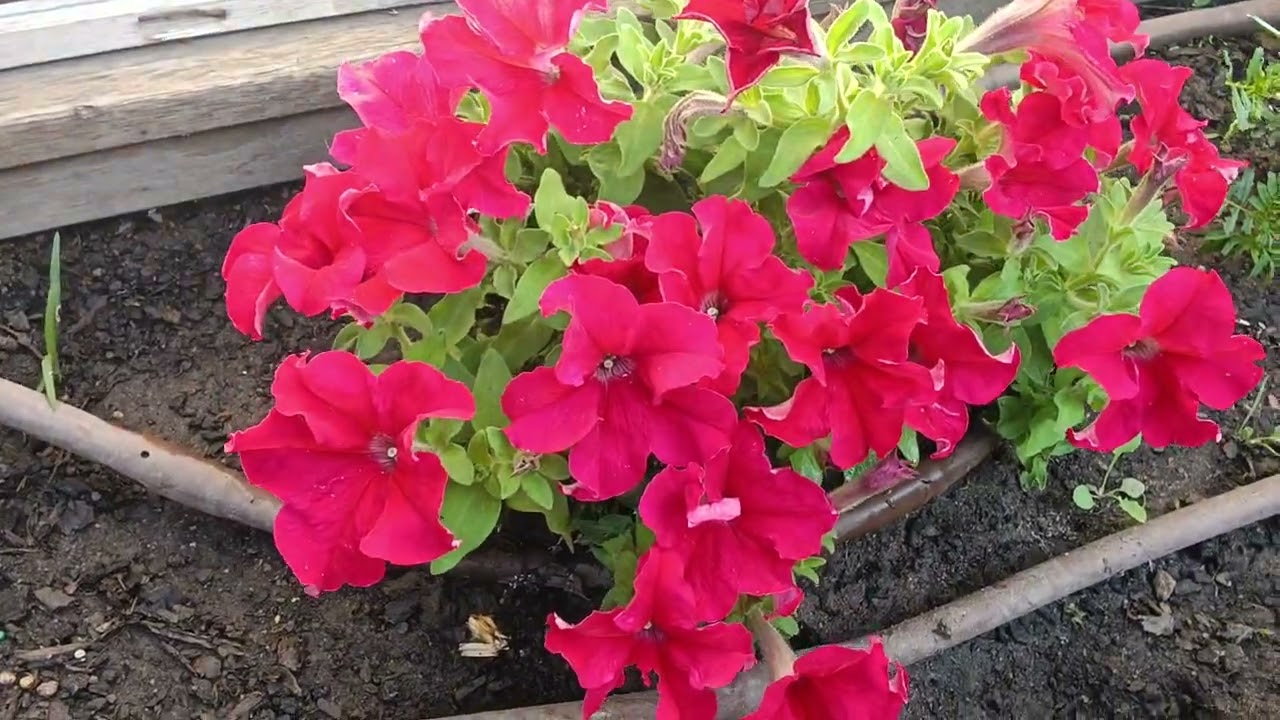 #Garden tour#with update #🌺🌹🪷🦘🌿🌵☘️