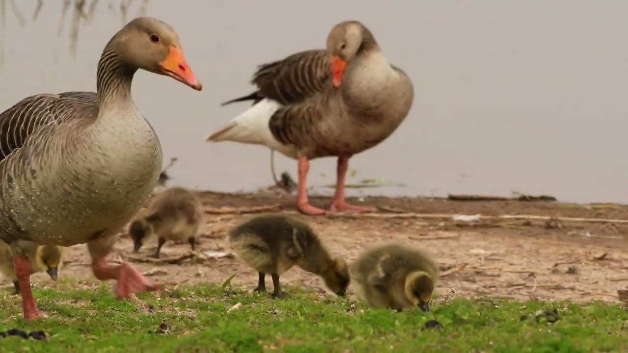 Lovely walk at RSPB Frampton, Stilt, Graylag geese, goslings, Spoonbill, Avocet, Lapwings, Heron etc