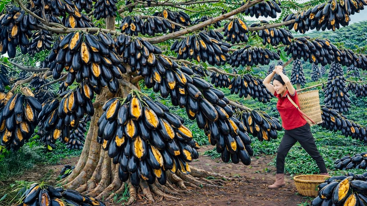 Harvesting +1000KG of Rare Cracked Gray Olives Clinging to Trees | Sold Out Fast at the Market