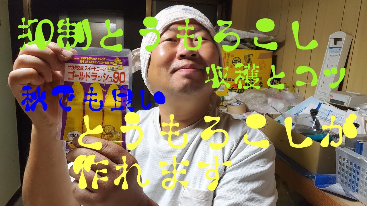 【抑制とうもろこし栽培】収穫とコツ