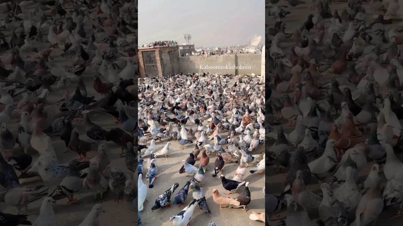 Delhi ka kabutar #viral #pigeons