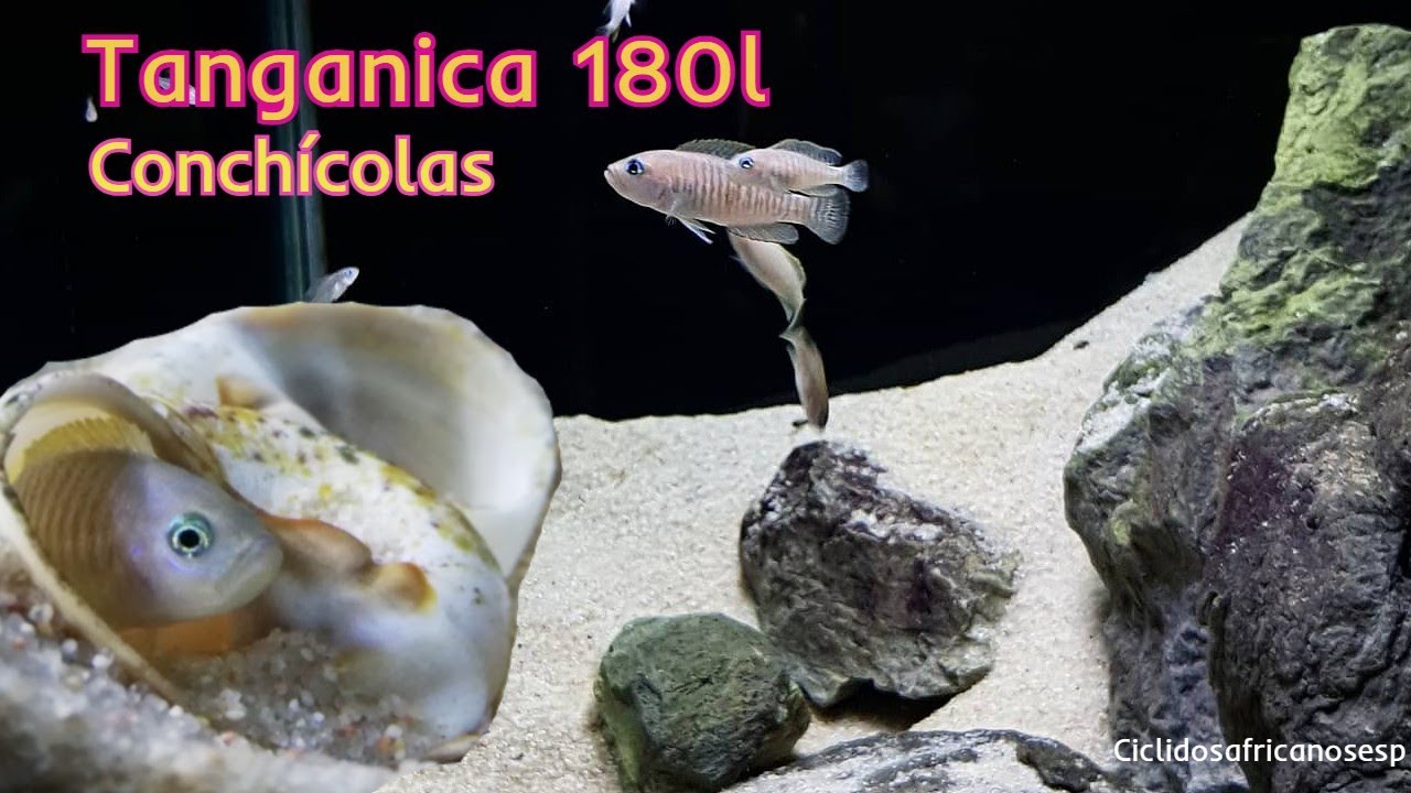 Tanganica 180l. Conch&iacute;colas.