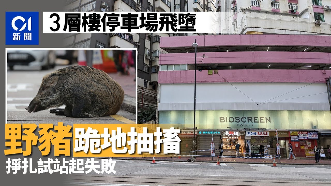 北角野豬飛墮3層高停車場　倒卧英皇道