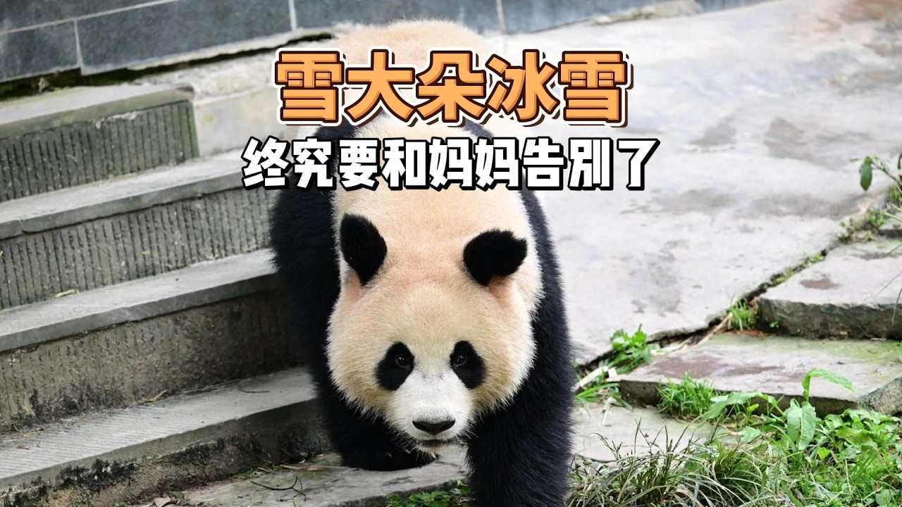碧峰峡第一妈宝女雪大朵，还是被妈妈驱赶了。把妈妈放心尖的小姑娘，终究要学会独自长大，愿大朵熊生顺遂无忧。