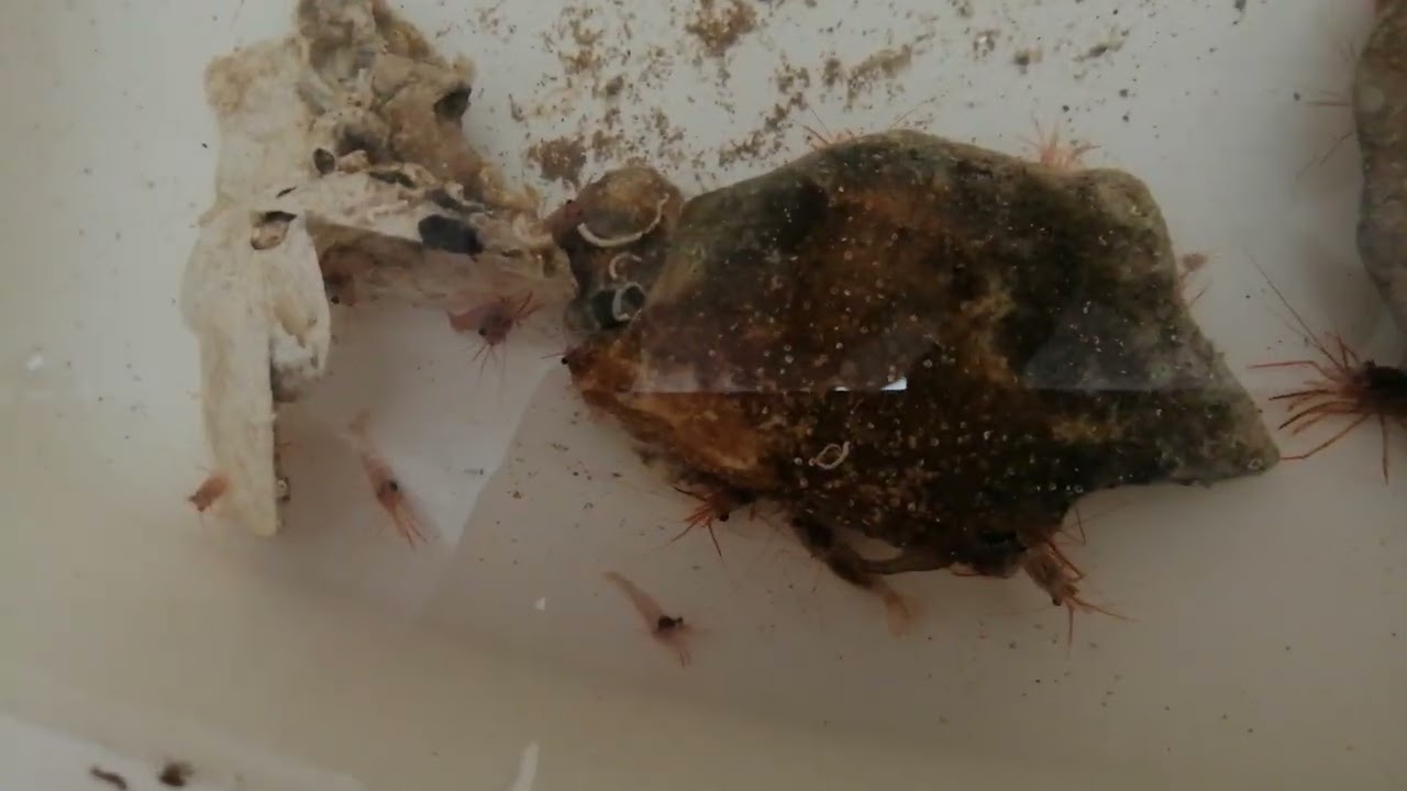 Неожиданный итог поисков - лисматы сразу двух видов lysmata seticaudata и lysmata nilita