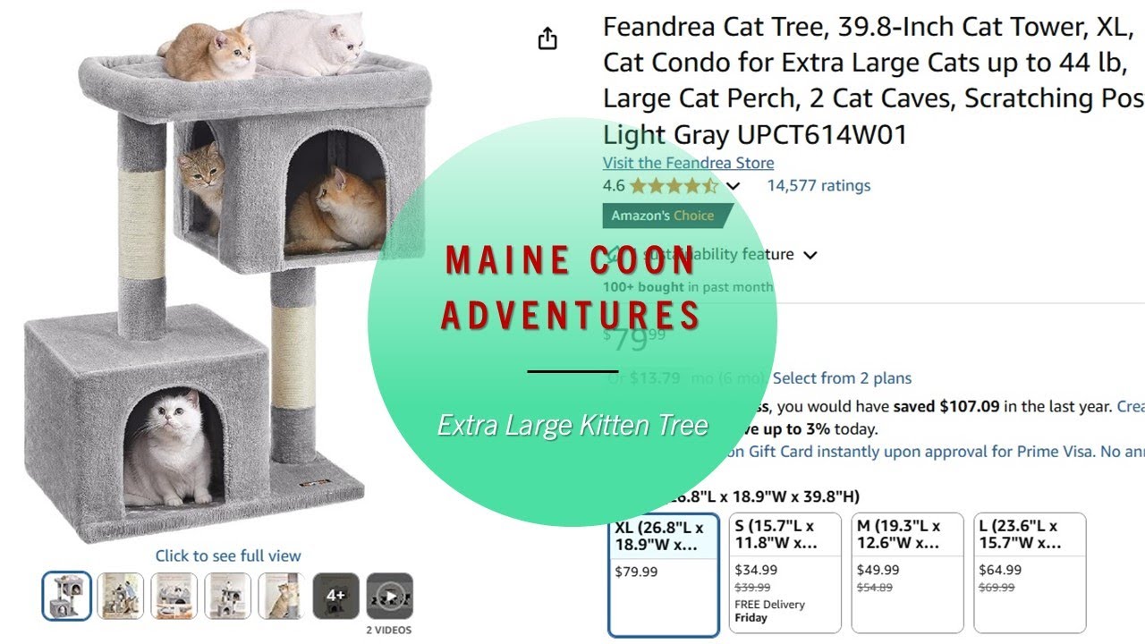 Maine Coon Kitten Tree