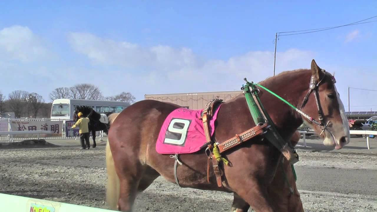 ばんえい競馬　ばんえいの馬って？
