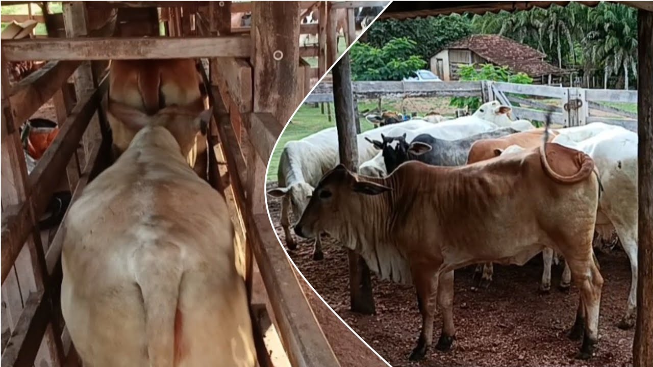 Dia de pesar e apartar novilhas gordas pra vender 