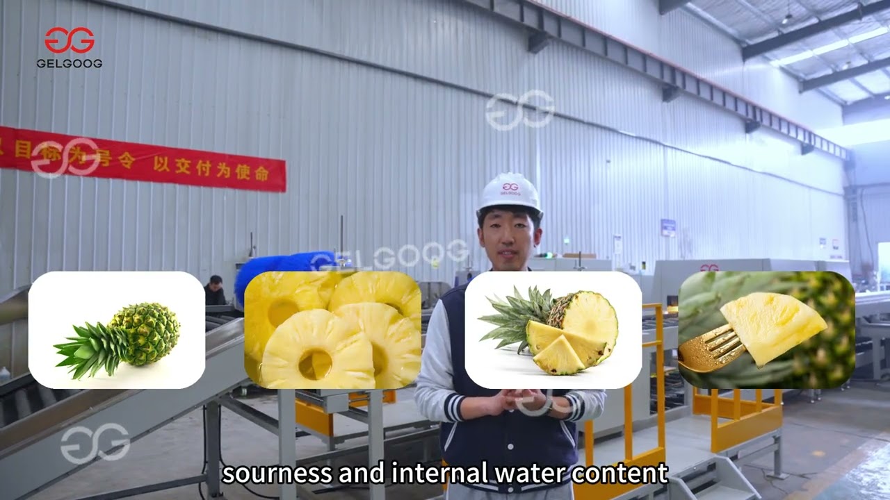 GELGOOG Complete Pineapple Washing and Grading Solution