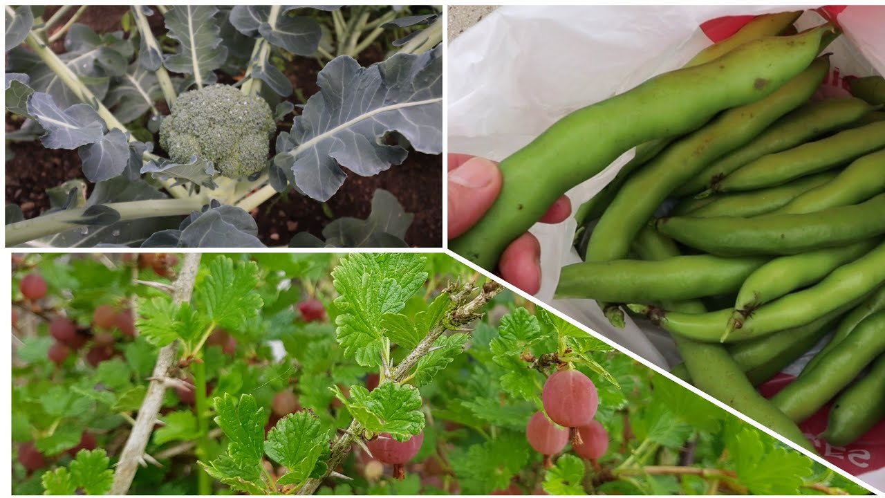 Allotment Days #106 Harvesting No Dig Broccoli, Broadbeans and Gooseberries