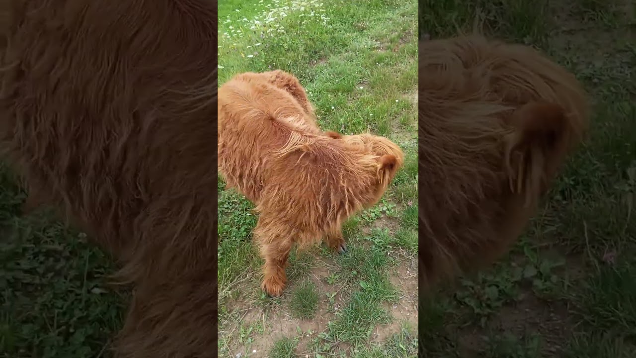 Hijacinta &Scaron;kotsko govedo .